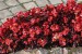 Begonia semperflorens Ascot F1 Bronze Scarlet