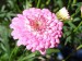 3714-argyranthemum-frutescens-kopretina-2